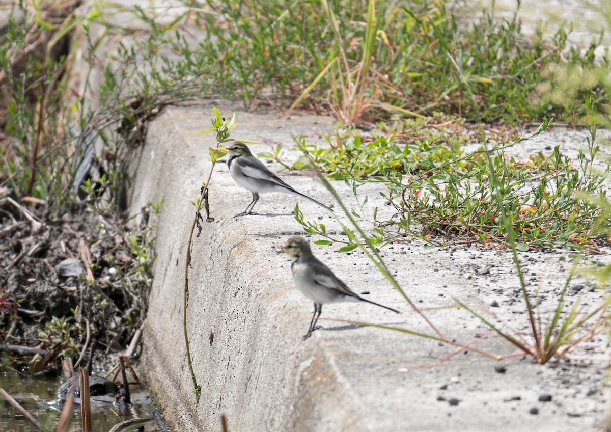 Japanese Wagtail - ML642752374