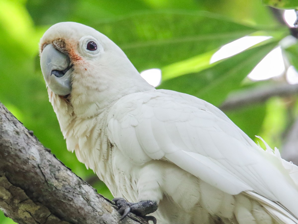 Tanimbar Corella - ML642752375