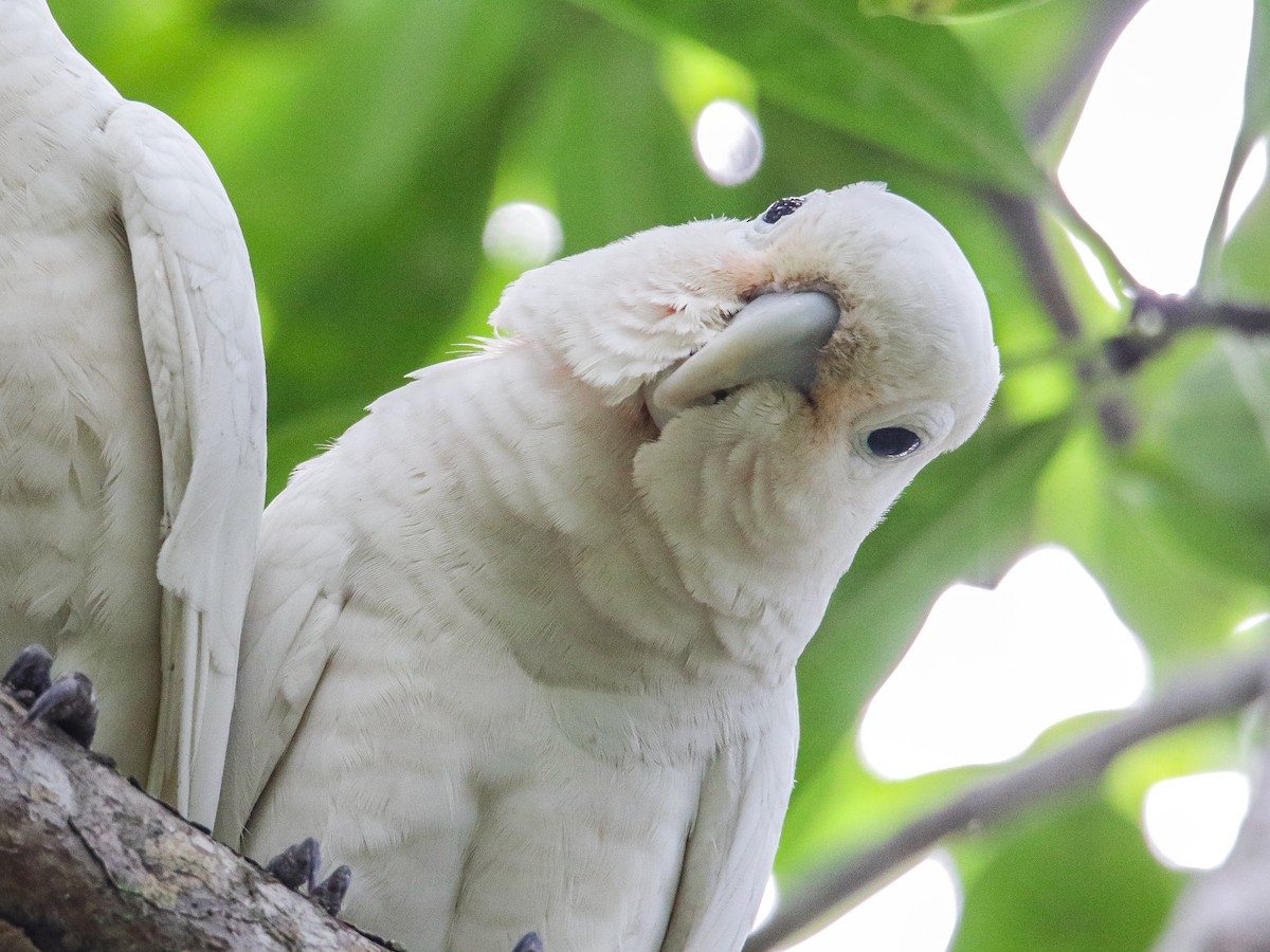 Tanimbar Corella - ML642752376