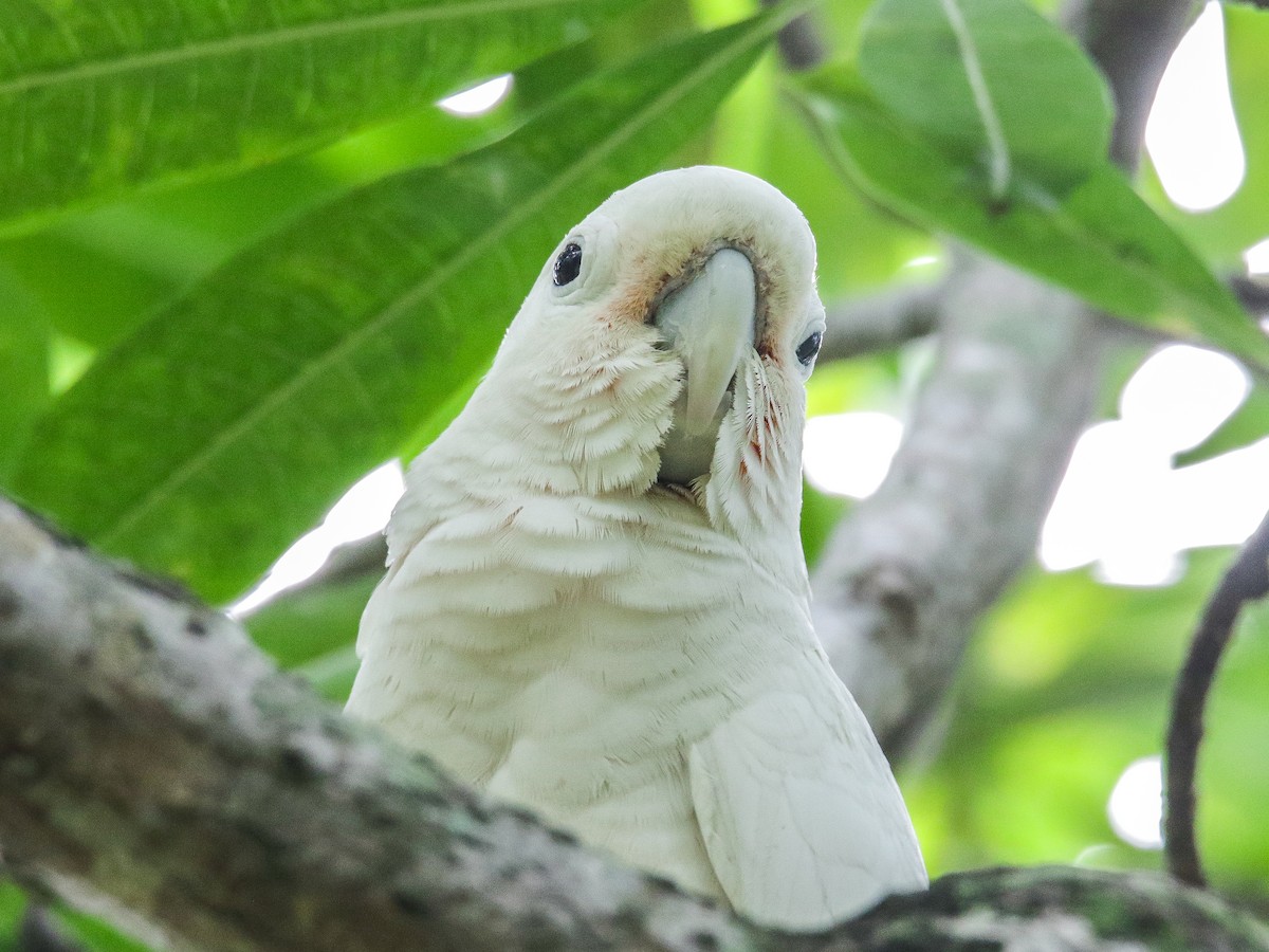 Tanimbar Corella - ML642752377