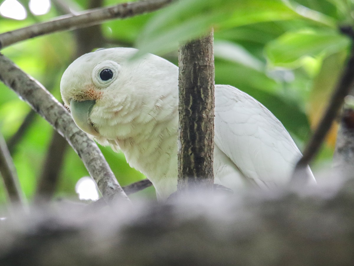 Tanimbar Corella - ML642752378