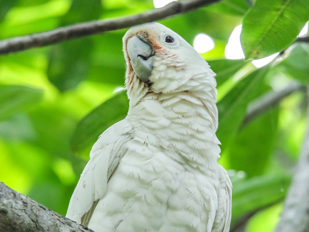 Tanimbar Corella - ML642752379