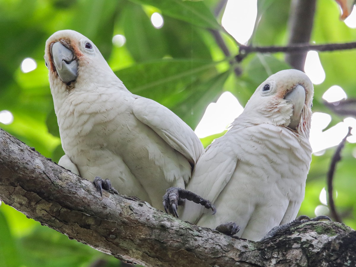 Tanimbar Corella - ML642752382