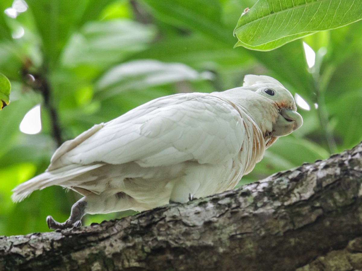 Tanimbar Corella - ML642752383