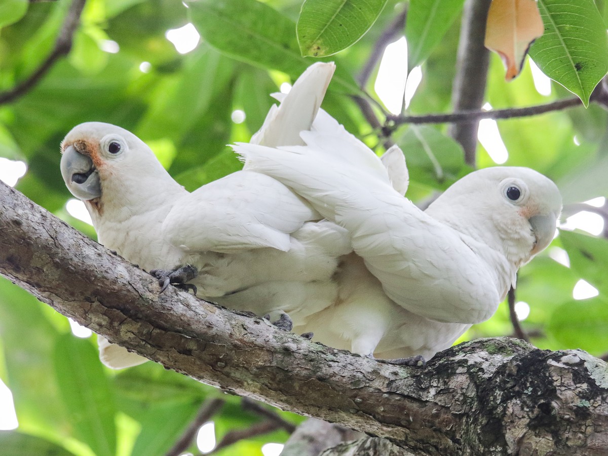 Tanimbar Corella - ML642752384