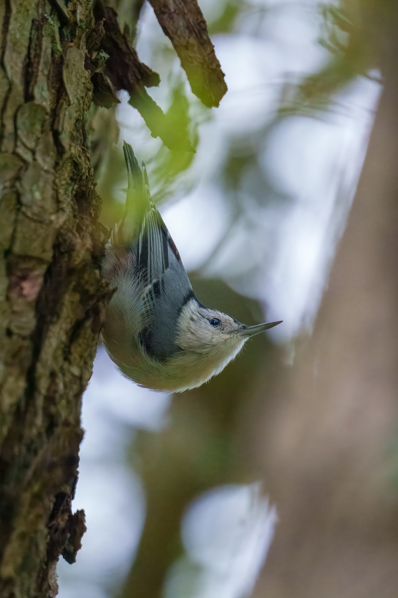 White-breasted Nuthatch - ML642752397