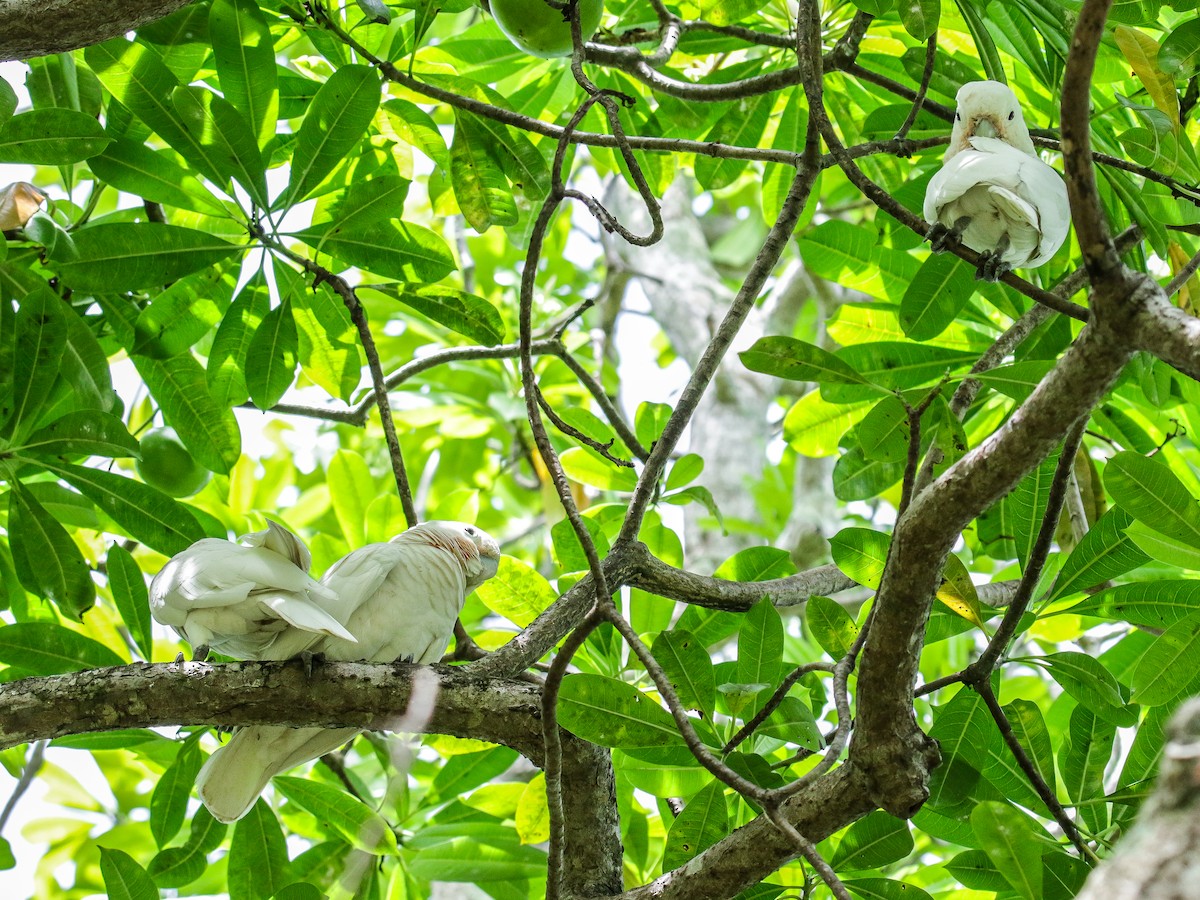 Tanimbar Corella - ML642752408