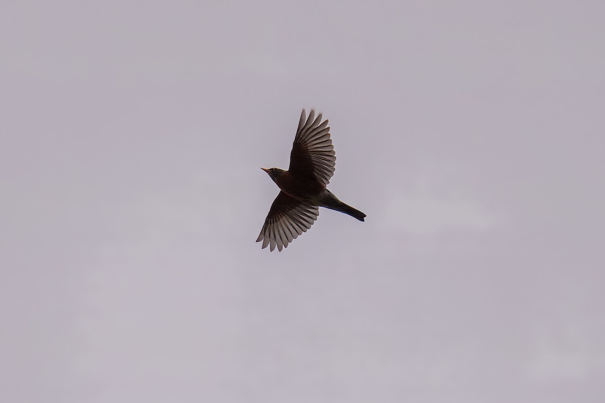 American Robin - ML642752438
