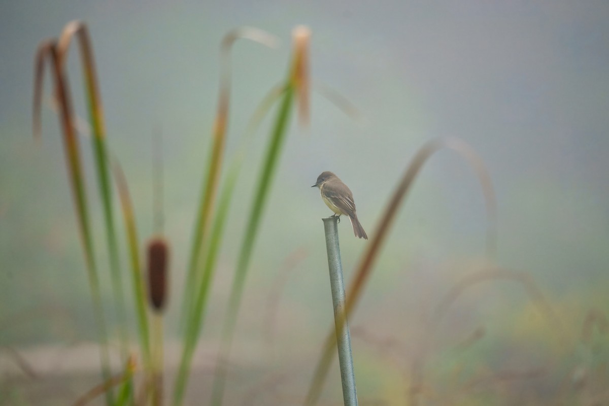 Eastern Phoebe - ML642752460