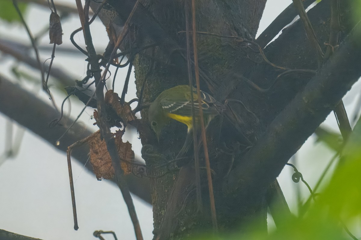 Magnolia Warbler - ML642752468