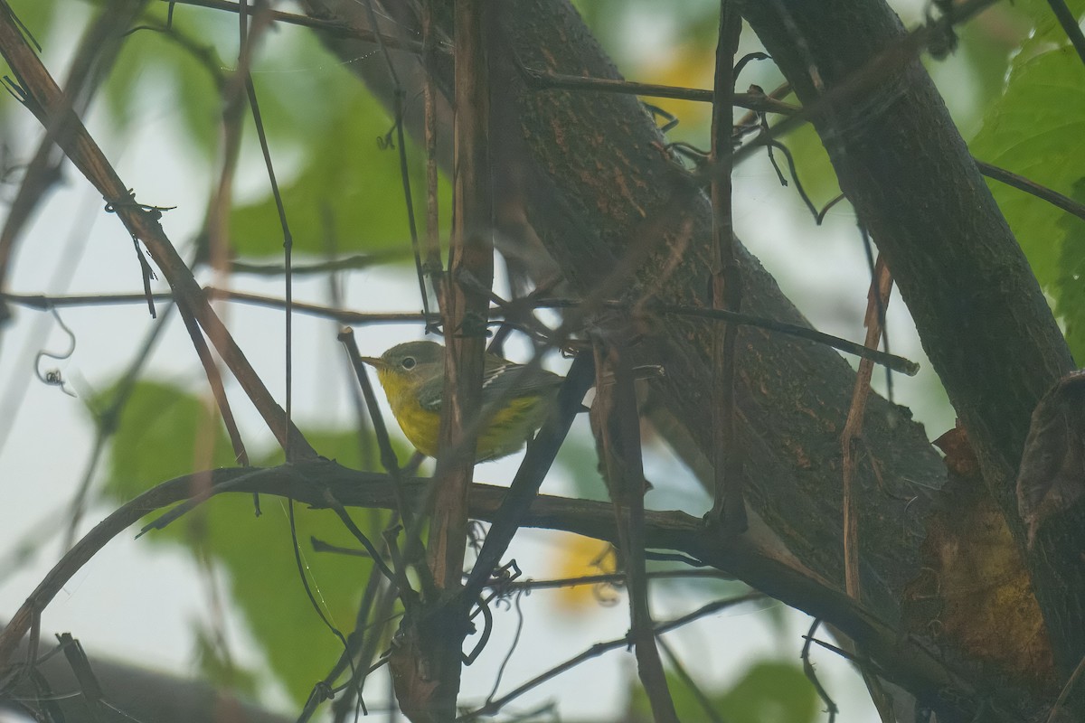 Magnolia Warbler - ML642752470