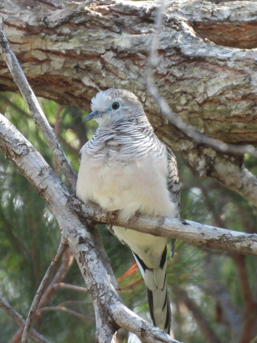 Peaceful Dove - ML642752471
