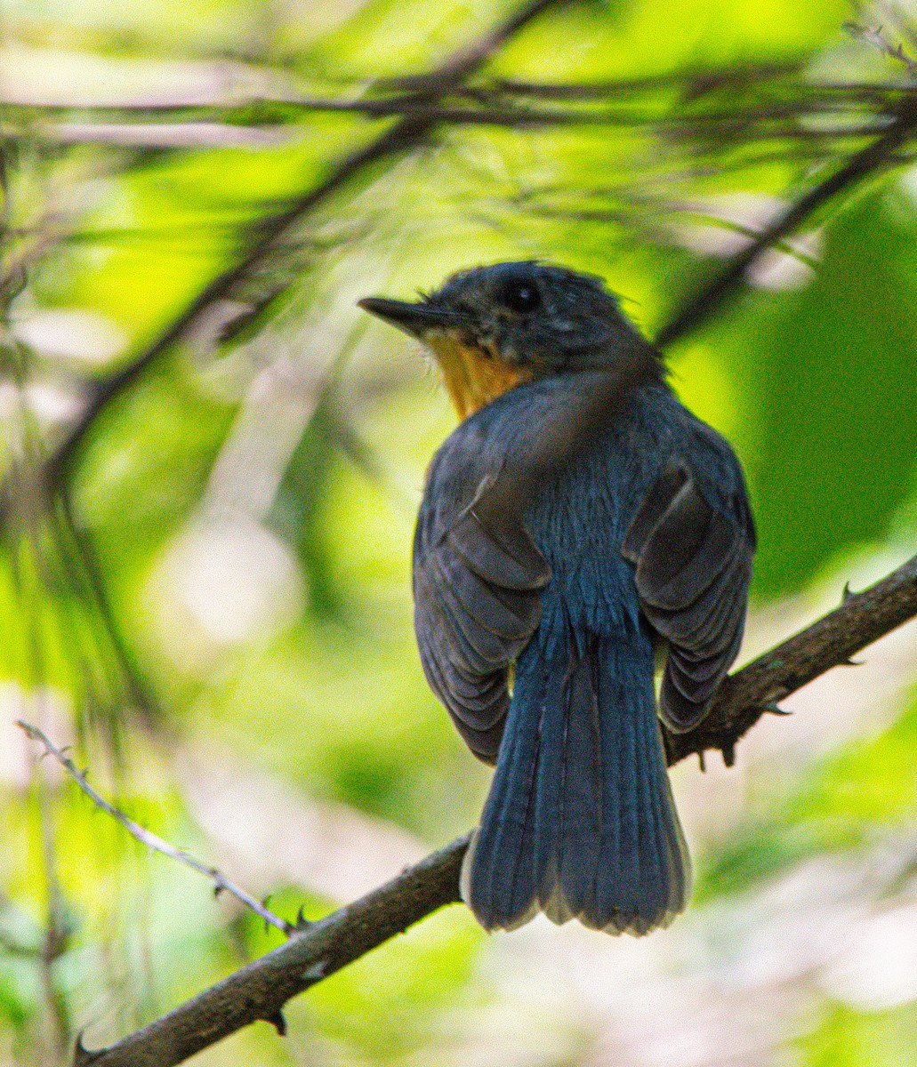 Tickell's Blue Flycatcher - ML642752472