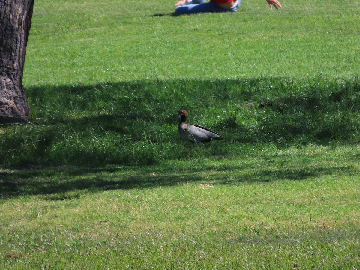 Maned Duck - ML642752473