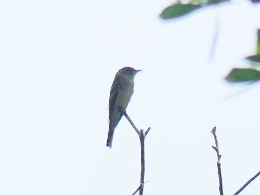new world flycatcher sp. - ML642752475