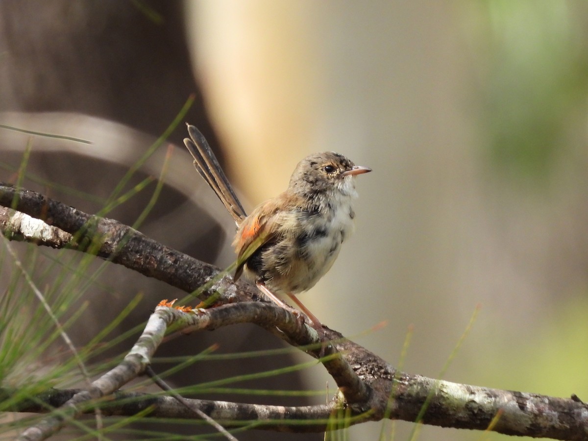 Red-backed Fairywren - ML642752482