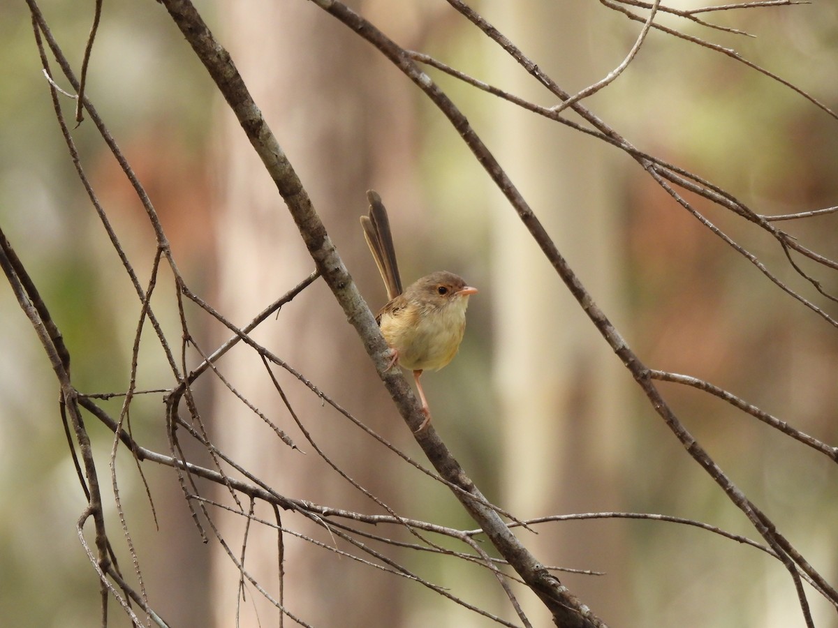 Red-backed Fairywren - ML642752483