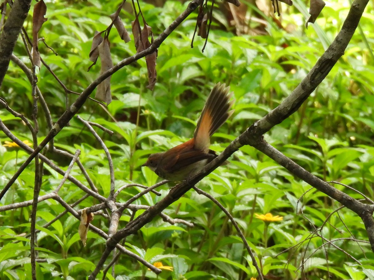 Australian Rufous Fantail - ML642752492