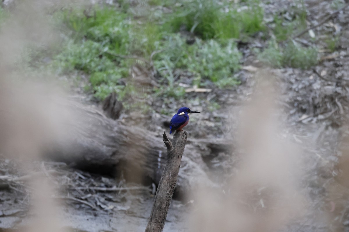 Azure Kingfisher - ML642752503