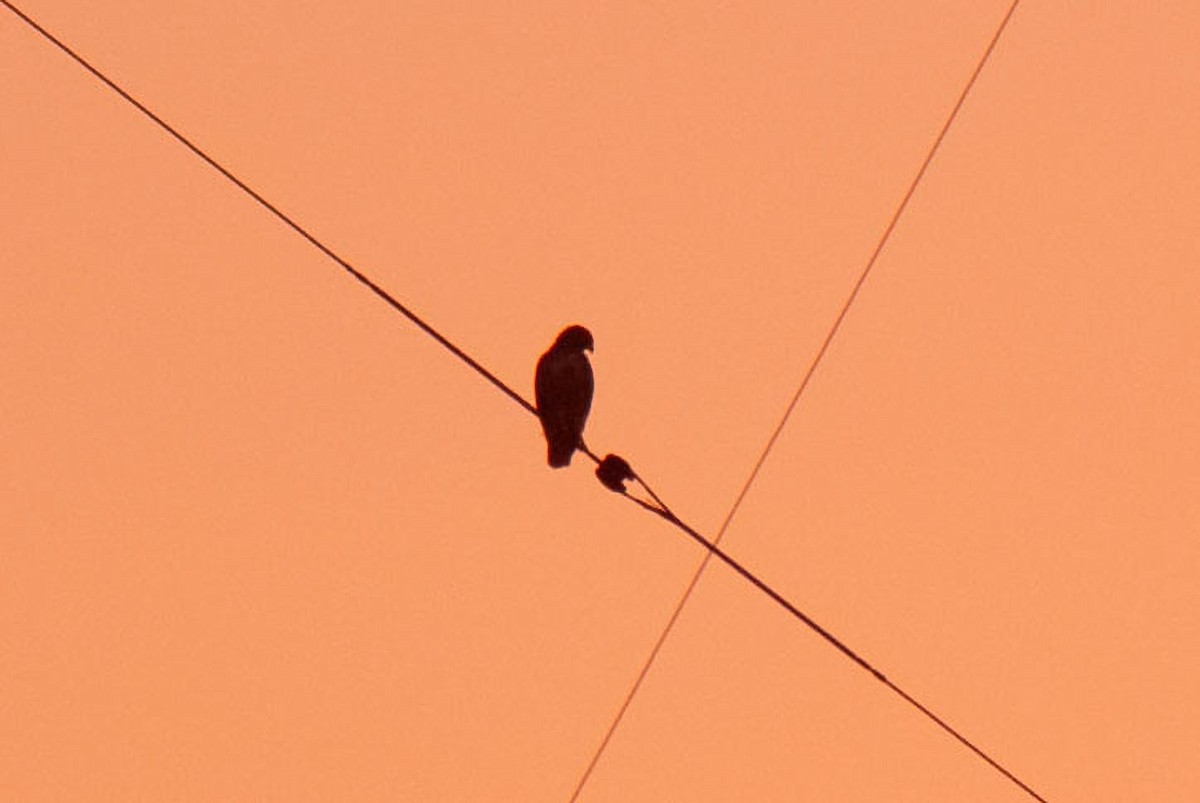 Buteo sp. - ML642752551