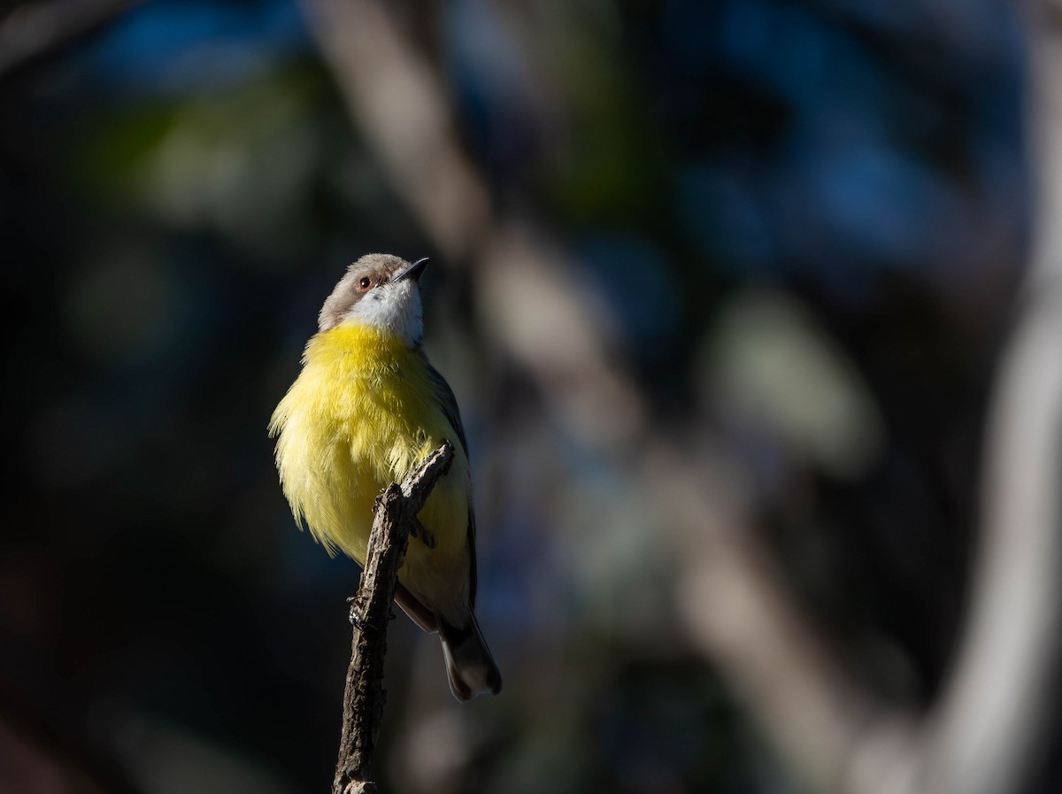 White-throated Gerygone - ML642752563