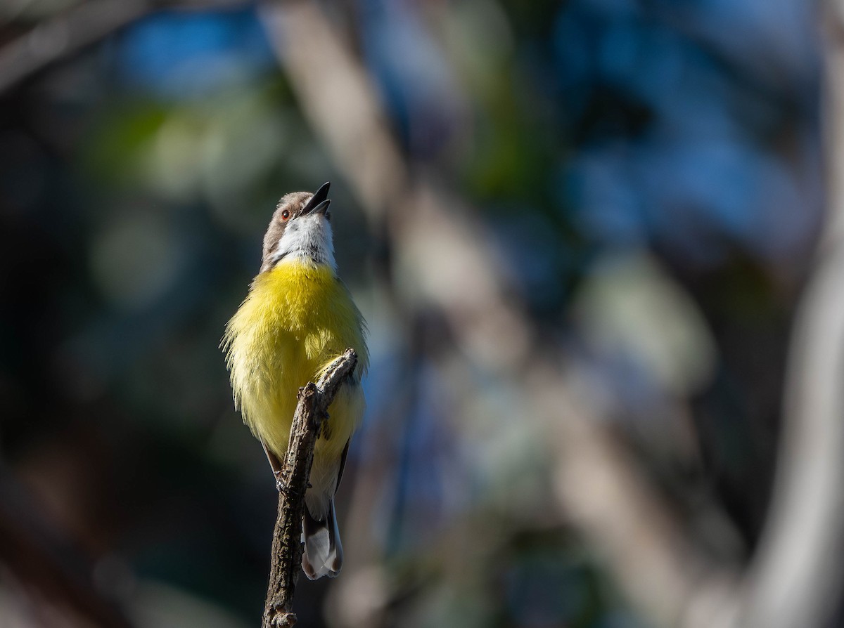 White-throated Gerygone - ML642752564