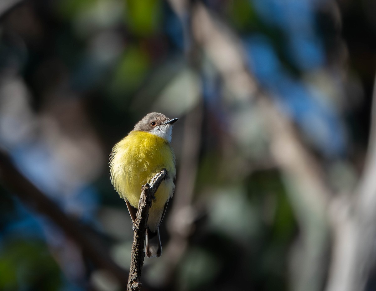 White-throated Gerygone - ML642752565