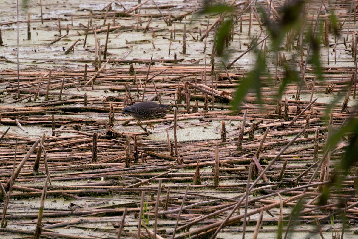 Green Heron - ML642752580