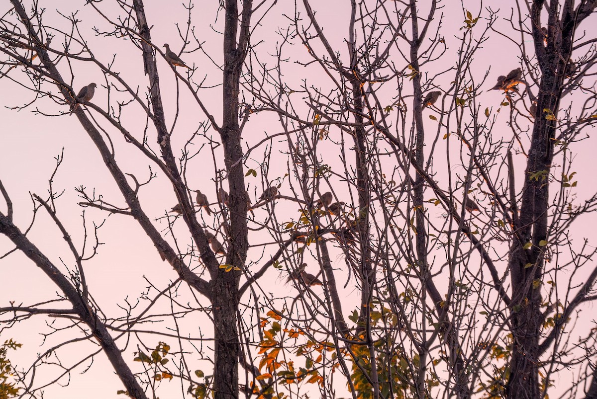 Mourning Dove - ML642752587