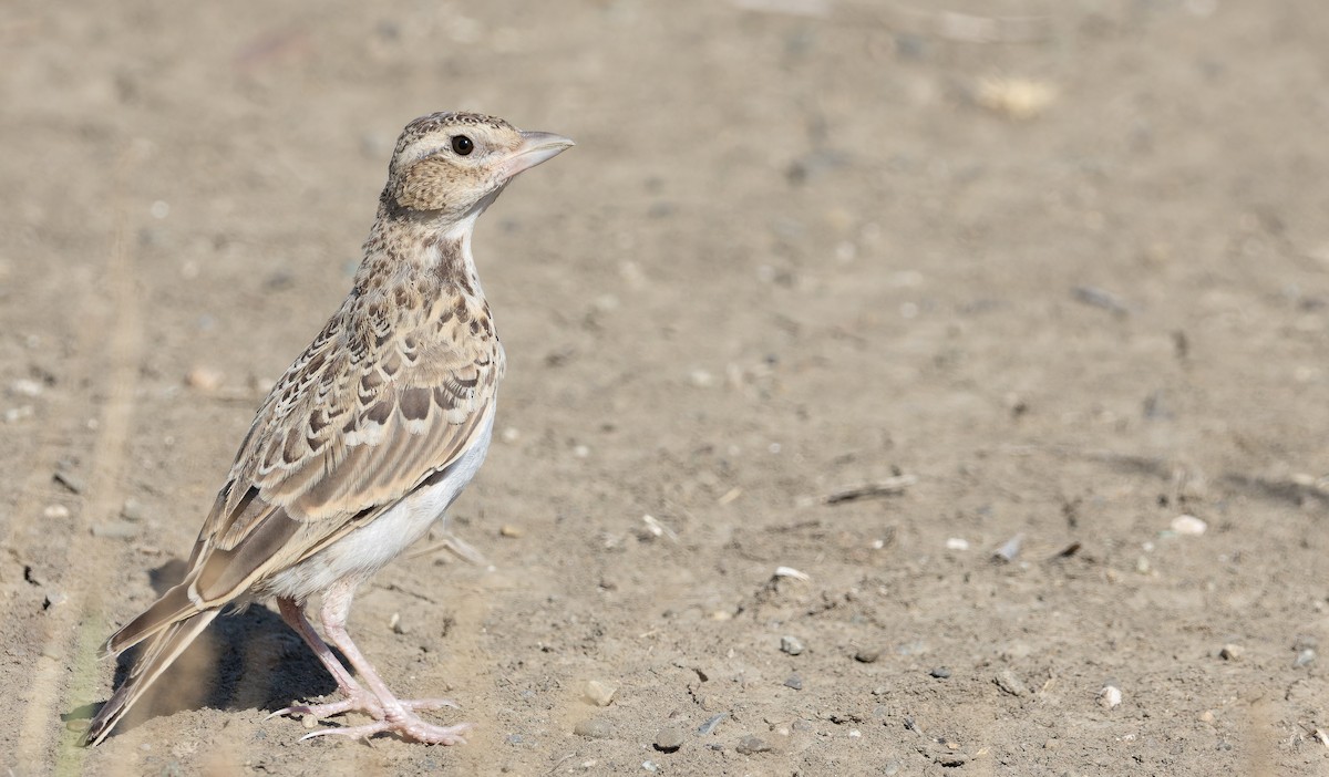 Calandra Lark - ML642752589