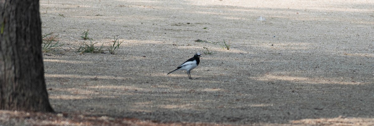 Japanese Wagtail - ML642752590