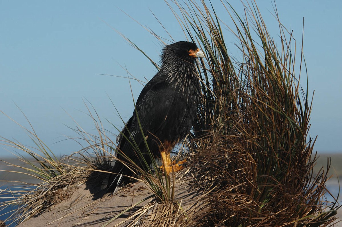 Striated Caracara - ML642752617
