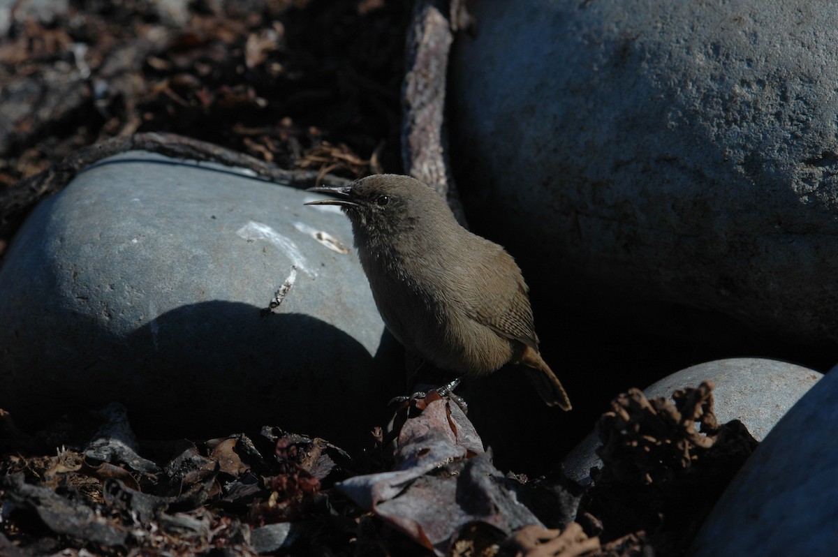 Cobb's Wren - ML642752621