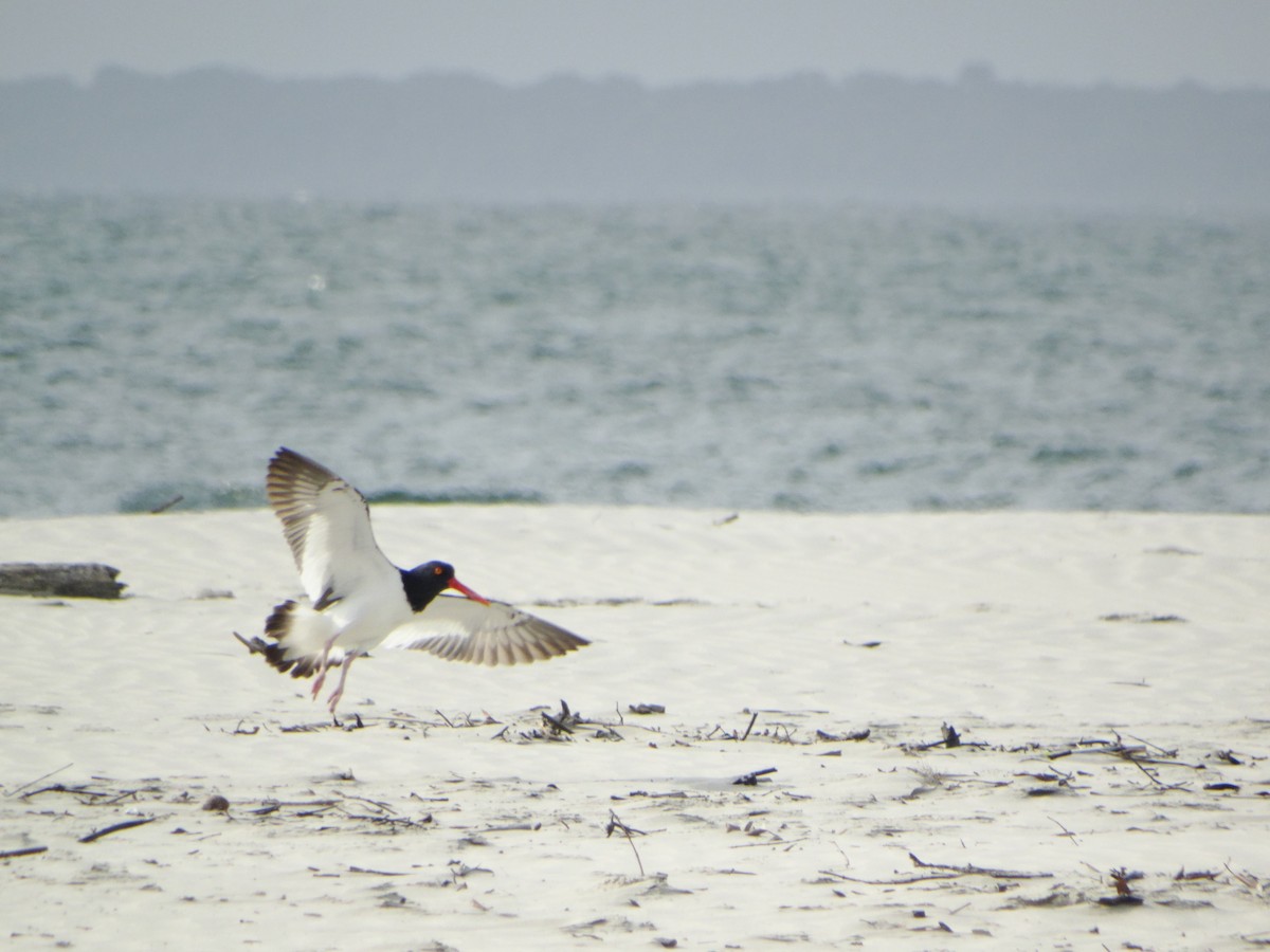 American Oystercatcher - ML642752645