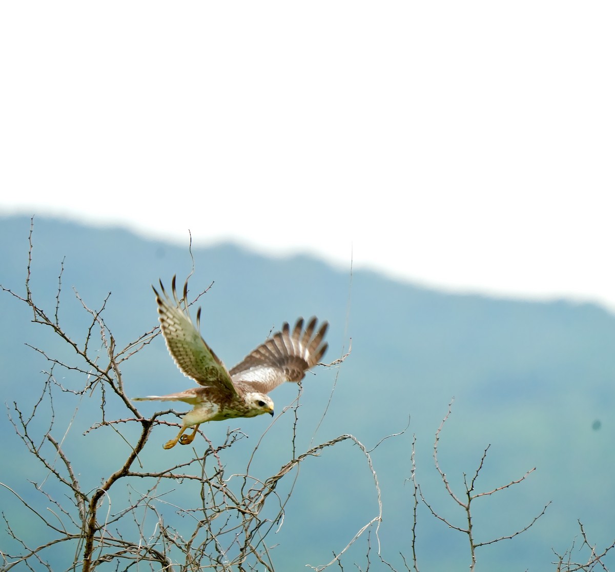 White-eyed Buzzard - ML642752650