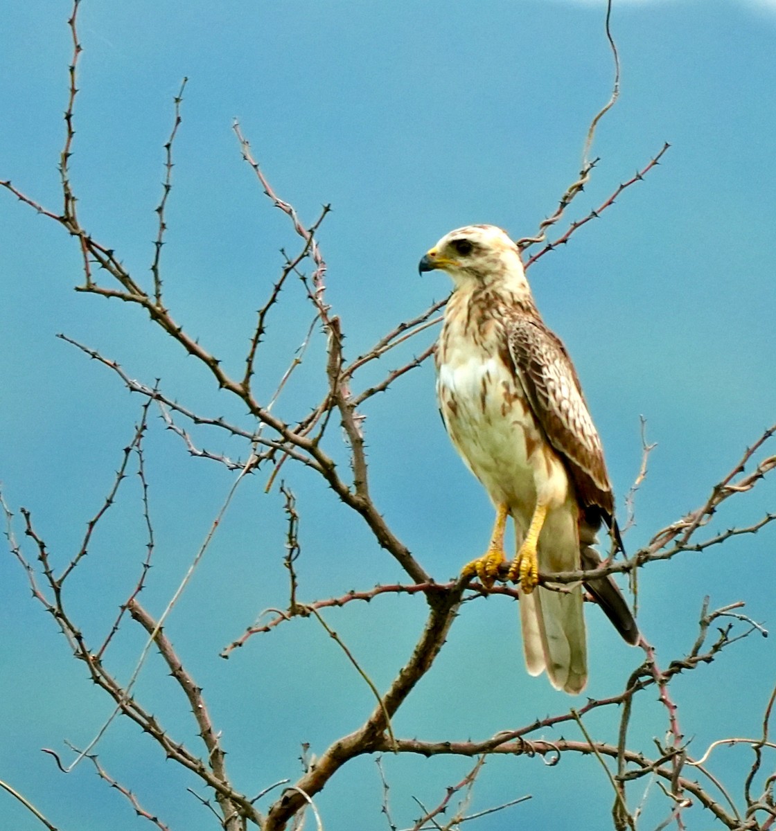 White-eyed Buzzard - ML642752651
