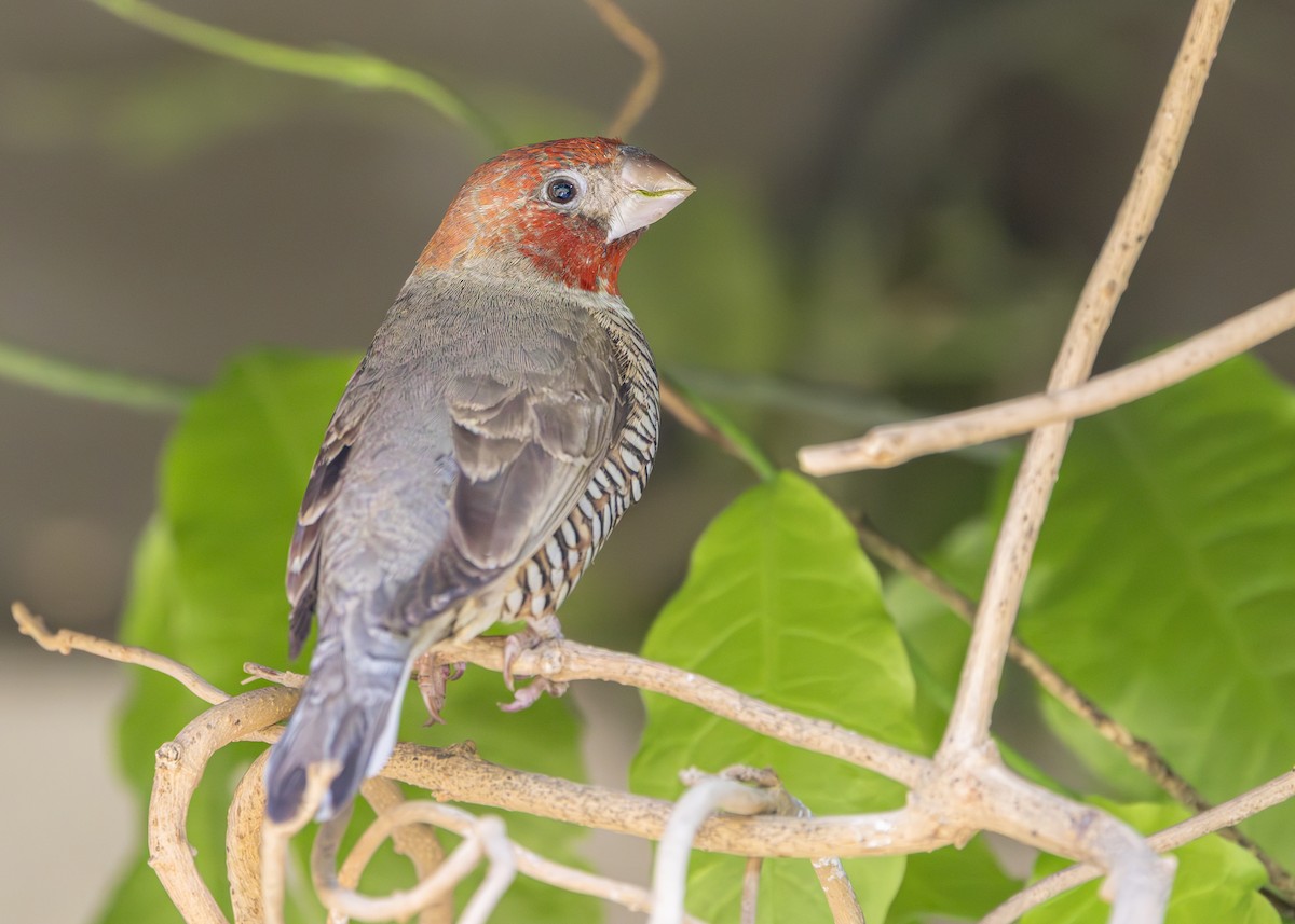 Red-headed Finch - ML642752668