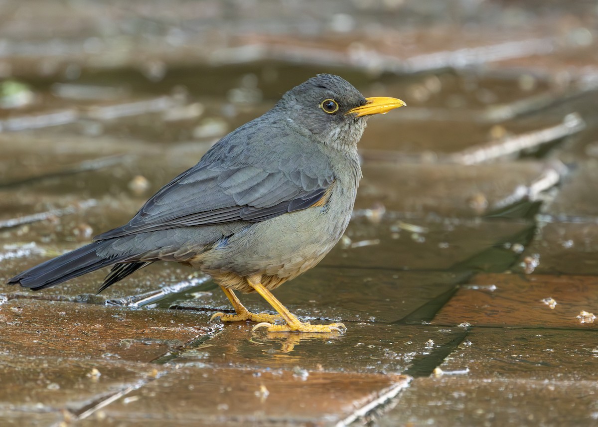 Karoo Thrush - ML642752682