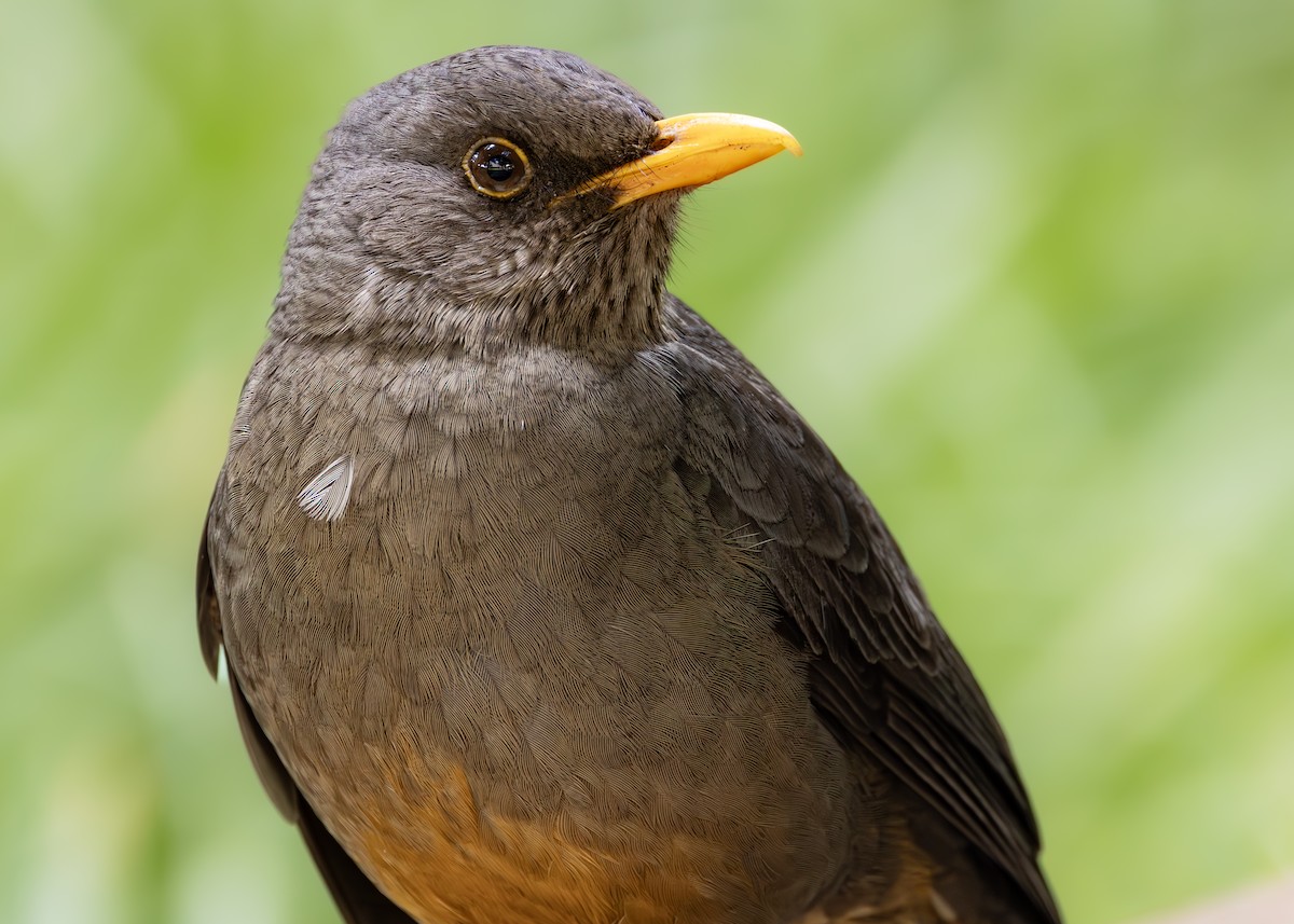 Karoo Thrush - ML642752683