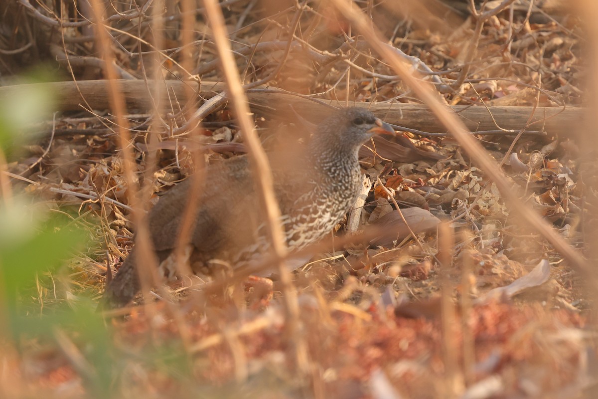 Hildebrandt's Spurfowl - ML642752718