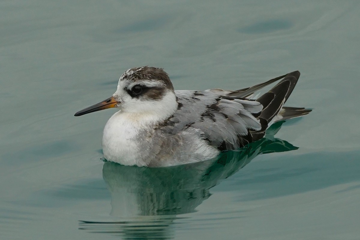 灰瓣足鷸 - ML642752754