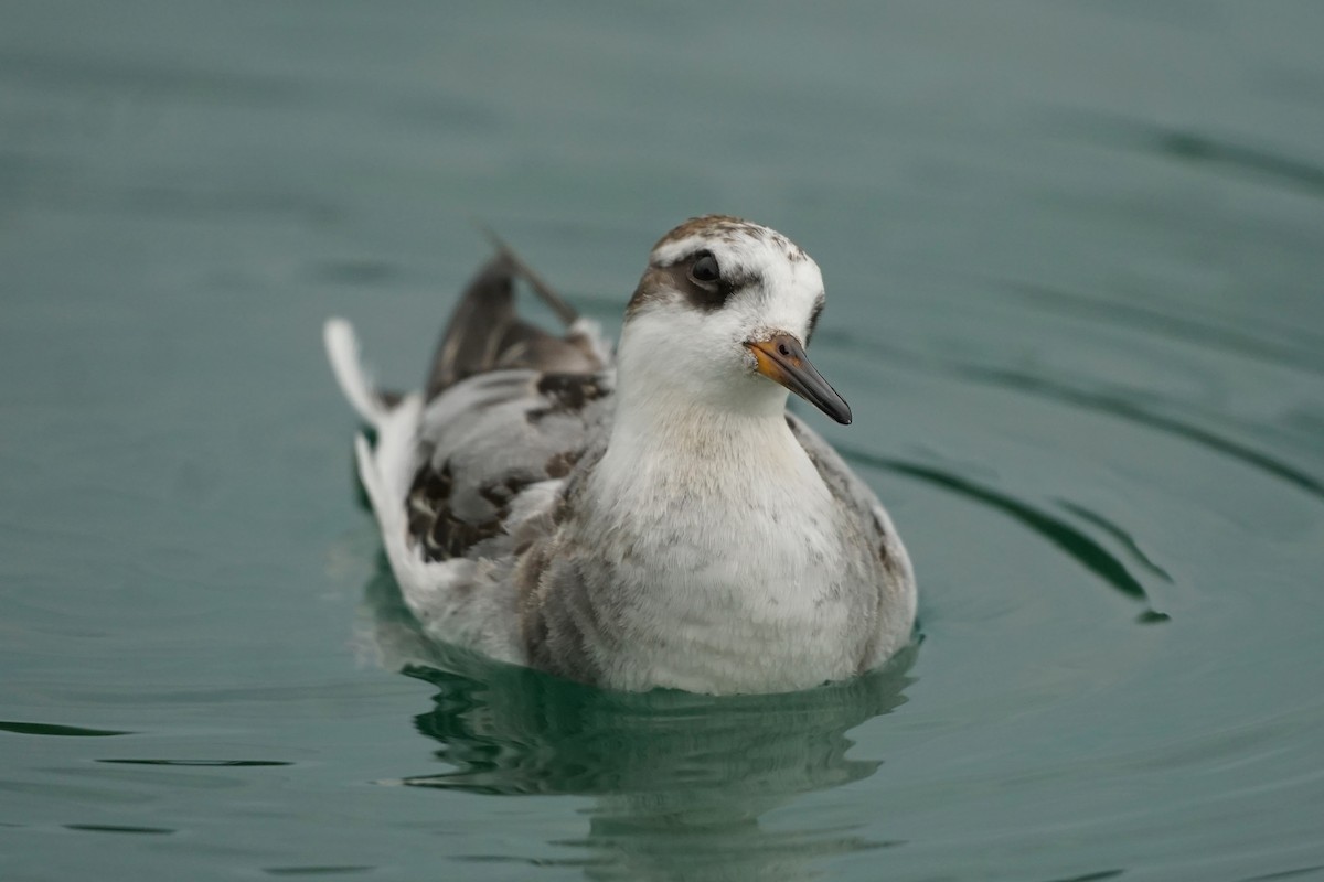 灰瓣足鷸 - ML642752755