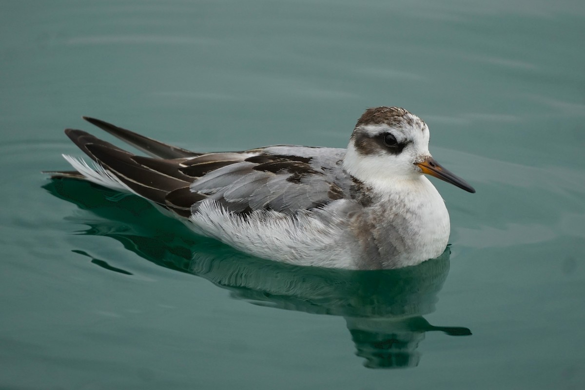 灰瓣足鷸 - ML642752756