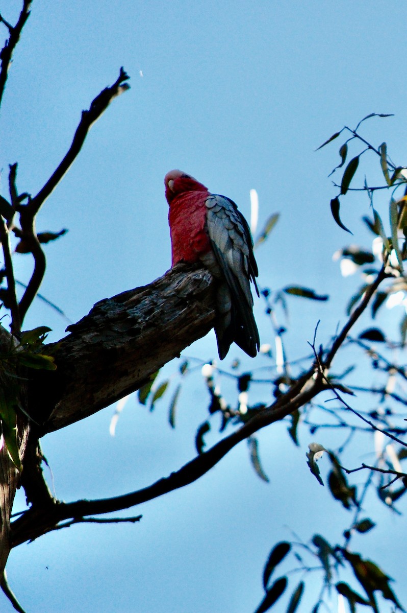 Galah - ML642752758