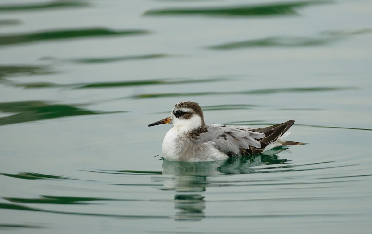 灰瓣足鷸 - ML642752764