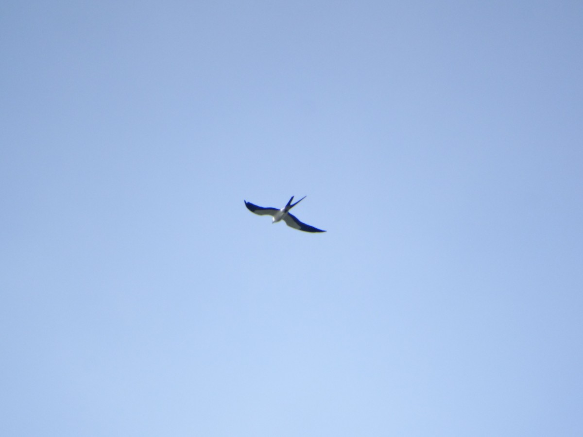 Swallow-tailed Kite - ML642752772