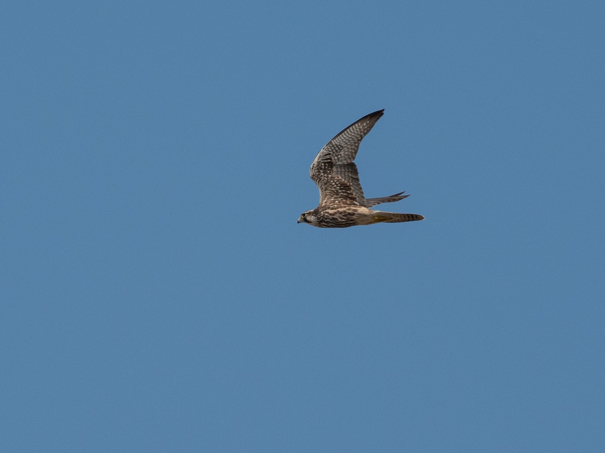Lanner Falcon - ML642752773
