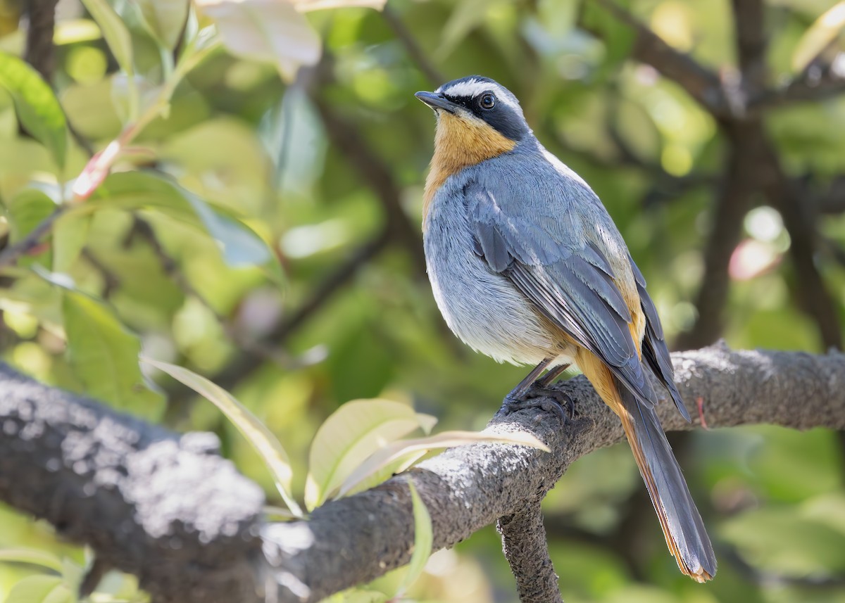 Cape Robin-Chat - ML642752774