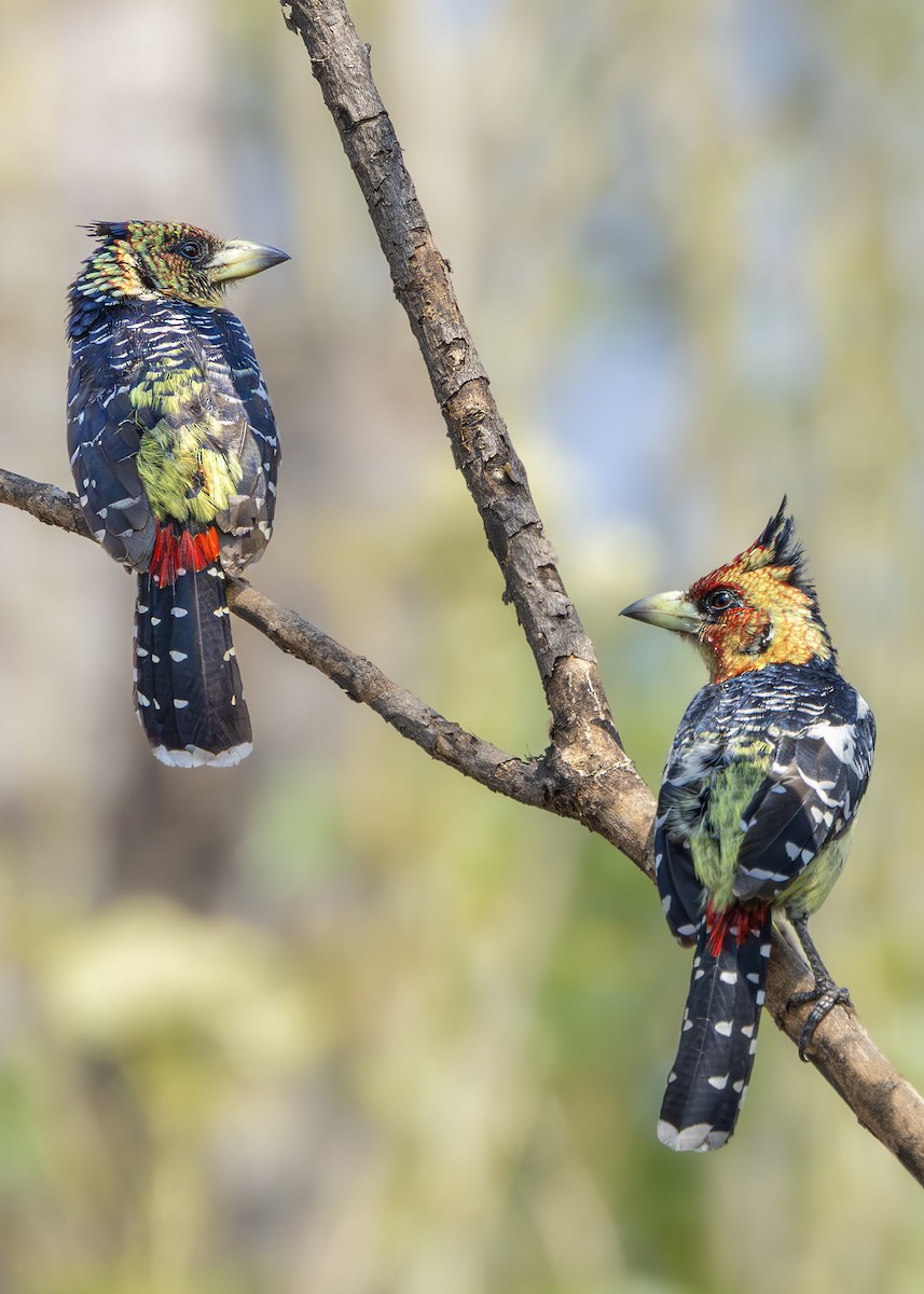 Crested Barbet - ML642752779