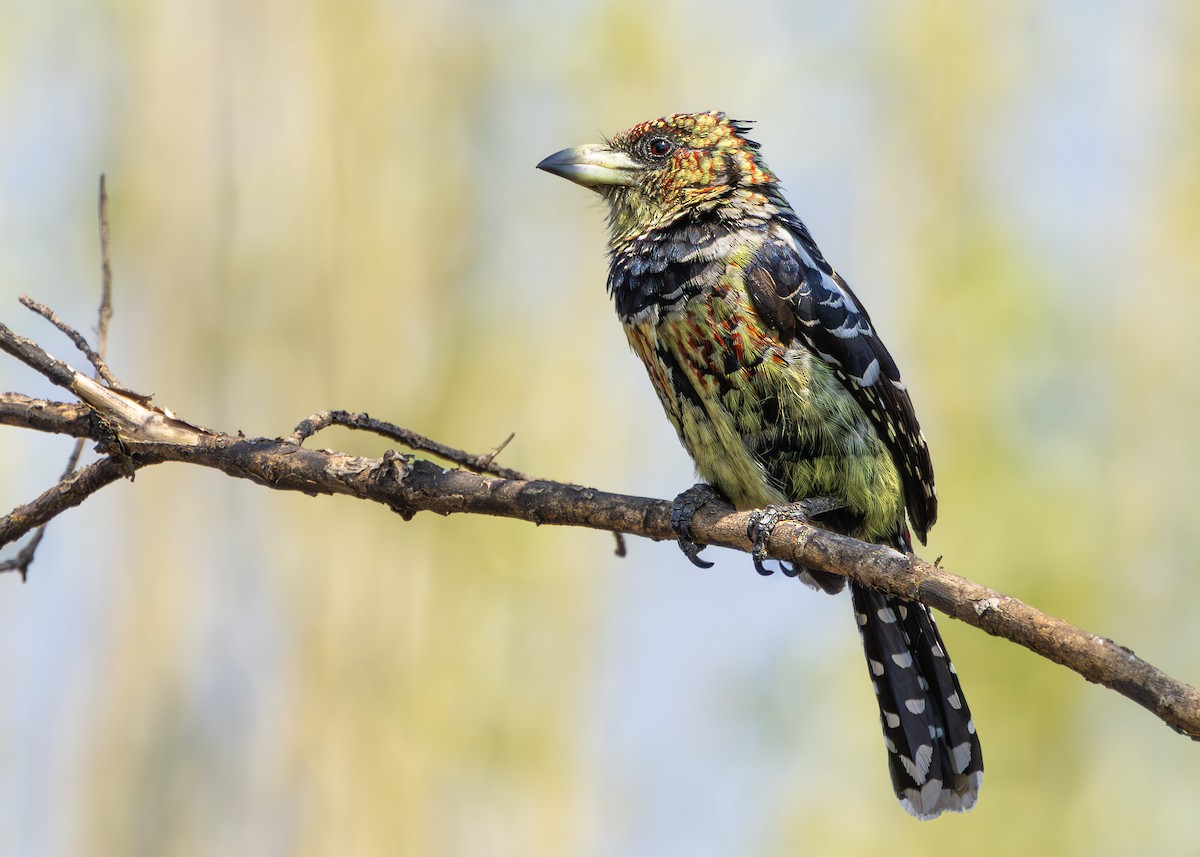 Crested Barbet - ML642752780